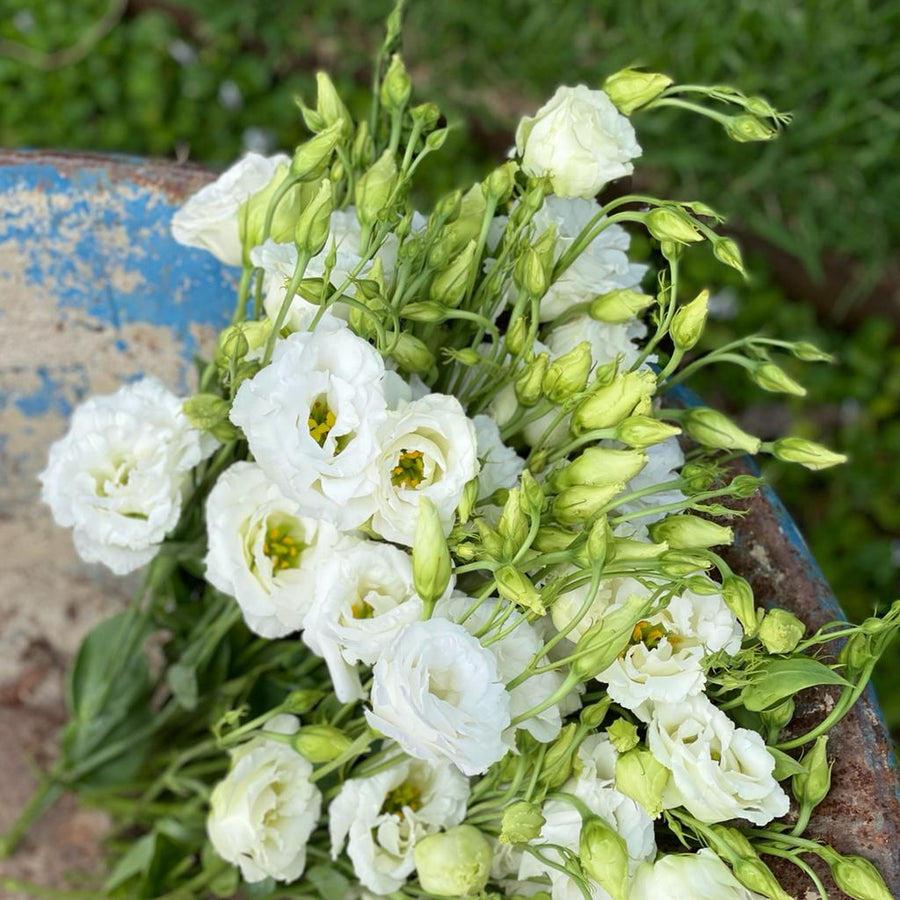 FARM FRESH LISIANTHUS - TRIPLE BUNCH