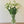 Load image into Gallery viewer, FARM FRESH LISIANTHUS - TRIPLE BUNCH
