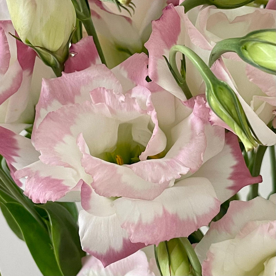 FARM FRESH LISIANTHUS - TRIPLE BUNCH