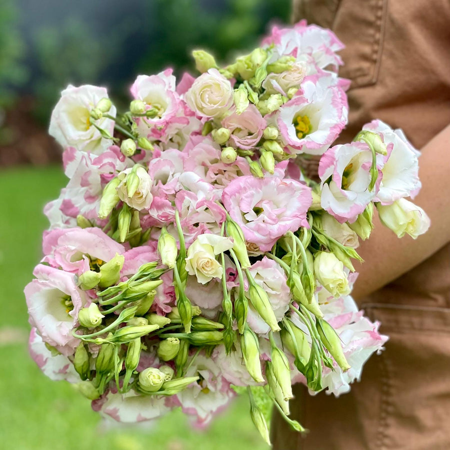 FARM FRESH LISIANTHUS - TRIPLE BUNCH