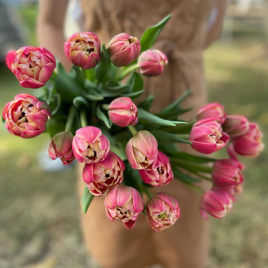 FARM FRESH TULIPS - DOUBLE BUNCH (20 STEMS)