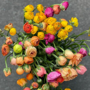 FARM FRESH RANUNCULUS - SINGLE BUNCH (10 STEMS)