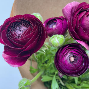 FARM FRESH RANUNCULUS - TRIPLE BUNCH (30 STEMS)