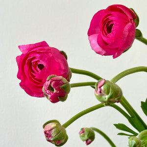 FARM FRESH RANUNCULUS - SINGLE BUNCH (10 STEMS)