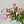 Load image into Gallery viewer, FARM FRESH RANUNCULUS - TRIPLE BUNCH (30 STEMS)
