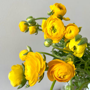 FARM FRESH RANUNCULUS - TRIPLE BUNCH (30 STEMS)