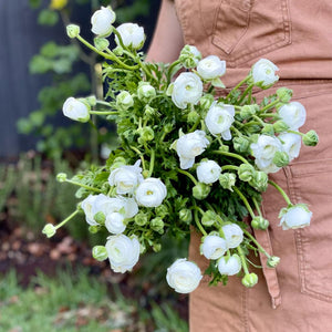 FARM FRESH RANUNCULUS - TRIPLE BUNCH (30 STEMS)