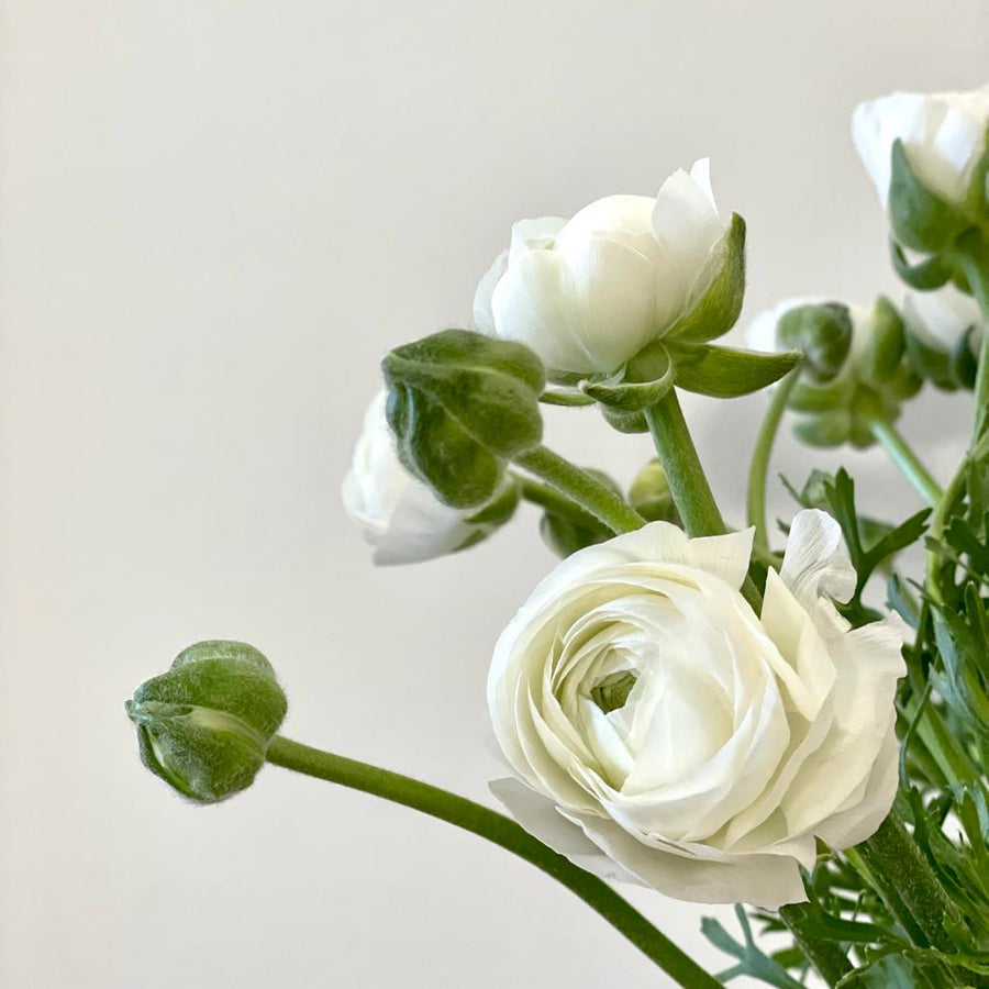 FARM FRESH RANUNCULUS - SINGLE BUNCH (10 STEMS)