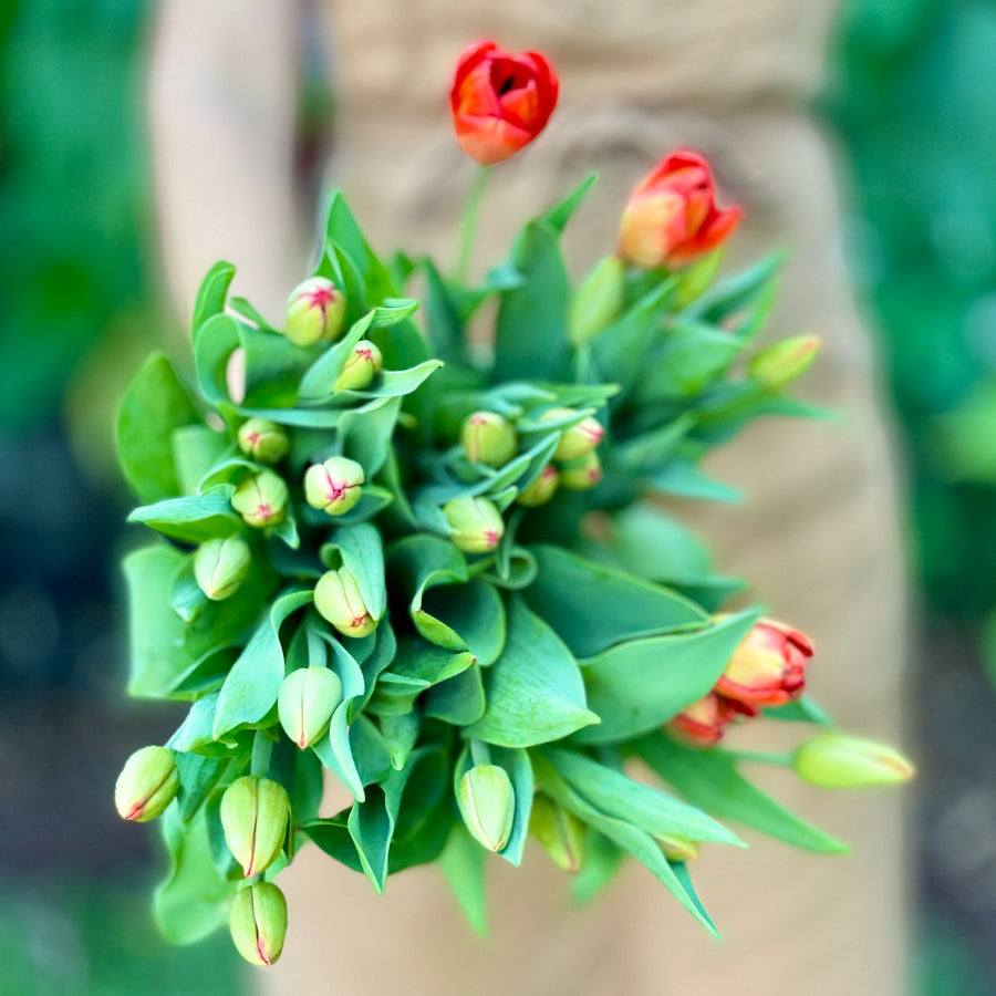 FARM FRESH TULIPS - TRIPLE BUNCH (30 STEMS)