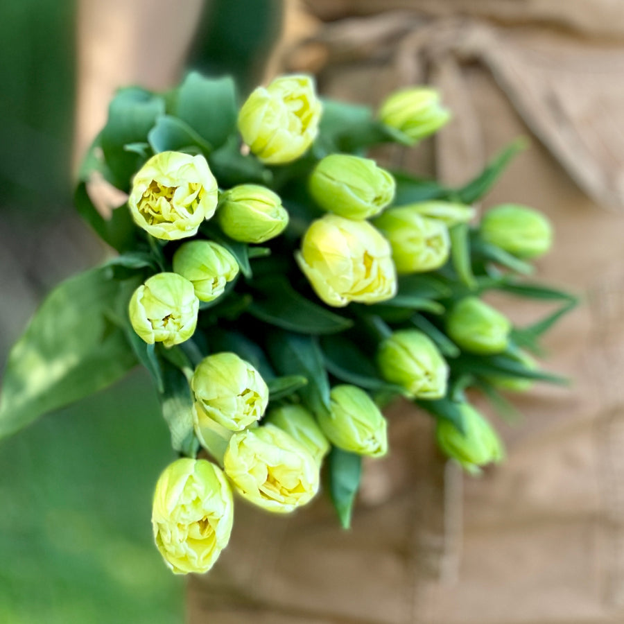 FARM FRESH TULIPS - DOUBLE BUNCH (20 STEMS)