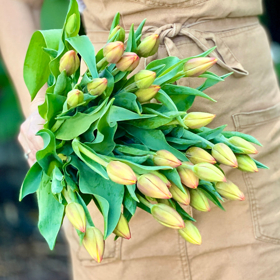 FARM FRESH TULIPS - TRIPLE BUNCH (30 STEMS)