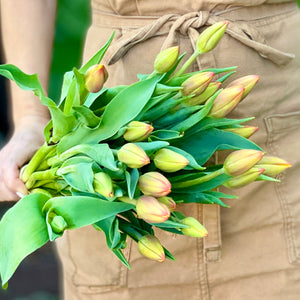 FARM FRESH TULIPS - DOUBLE BUNCH (20 STEMS)