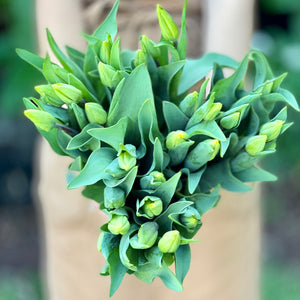 FARM FRESH TULIPS - TRIPLE BUNCH (30 STEMS)