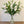 Load image into Gallery viewer, FARM FRESH ORIENTAL DOUBLE LOTUS LILIES - DOUBLE BUNCH (6 STEMS)
