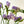 Load image into Gallery viewer, FARMGATE FLOWERS DIRECT BRISBANE FLOWERS NEAR ME BRISBANE FREESIA FREESIAS MAUVE
