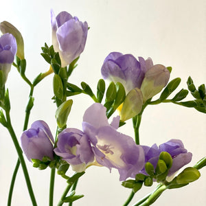 FARMGATE FLOWERS DIRECT BRISBANE FLOWERS NEAR ME BRISBANE FREESIA FREESIAS MAUVE