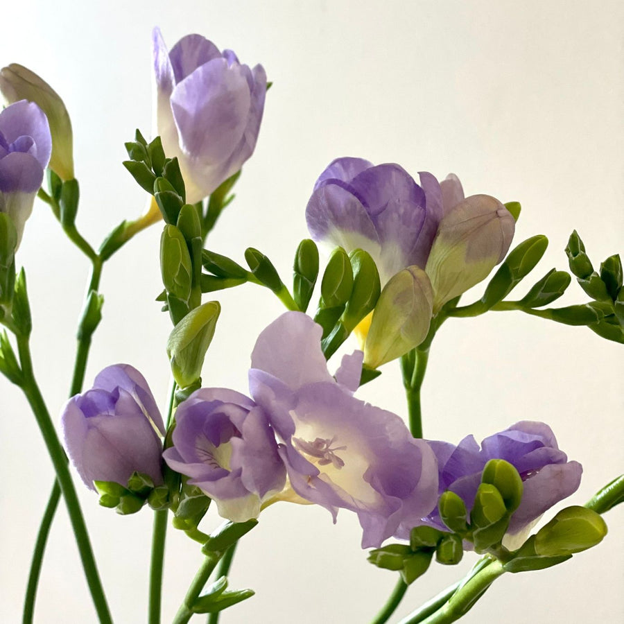 FARMGATE FLOWERS DIRECT BRISBANE FLOWERS NEAR ME BRISBANE FREESIA FREESIAS MAUVE