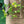 Load image into Gallery viewer, FARMGATE FLOWERS DIRECT BRISBANE FLOWERS NEAR ME BRISBANE FREESIA FREESIAS FRAGRANCED YELLOW
