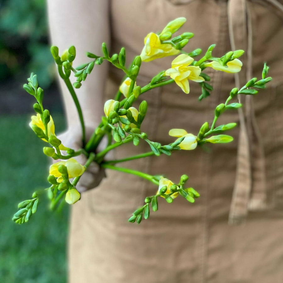 FARMGATE FLOWERS DIRECT BRISBANE FLOWERS NEAR ME BRISBANE FREESIA FREESIAS FRAGRANCED YELLOW