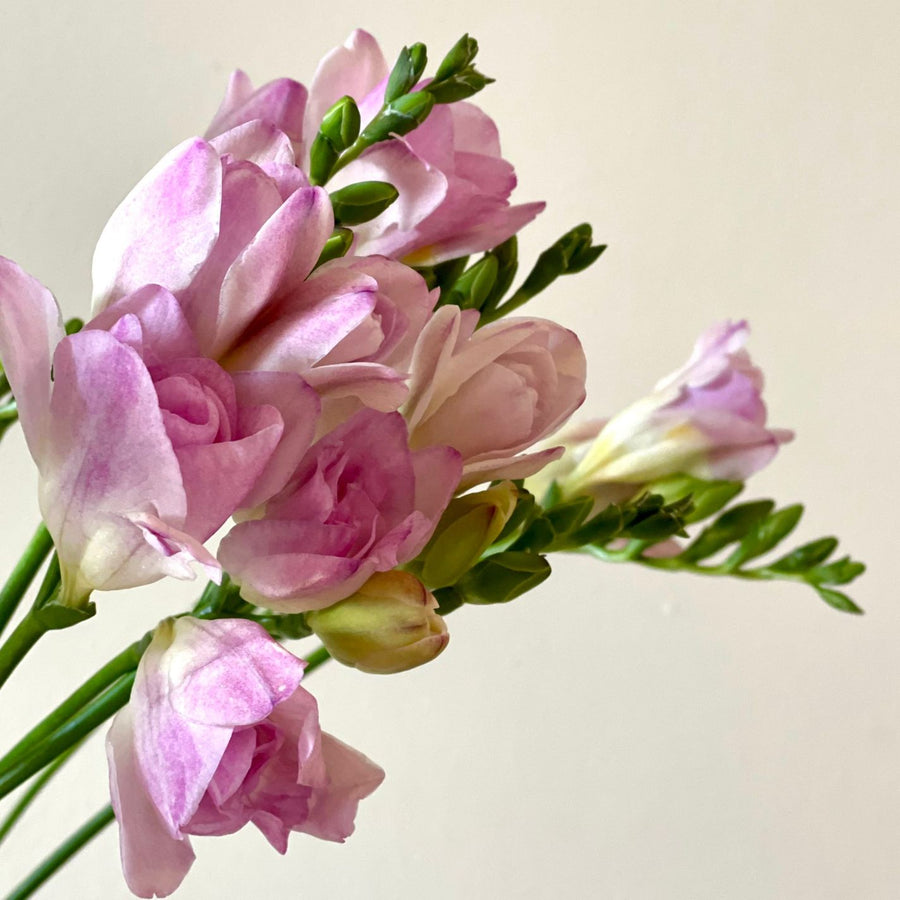 FARMGATE FLOWERS DIRECT BRISBANE FLOWERS NEAR ME BRISBANE FREESIA FREESIAS PALE PINK