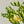 Load image into Gallery viewer, FARMGATE FLOWERS DIRECT BRISBANE FLOWERS NEAR ME BRISBANE FREESIA FREESIAS YELLOW
