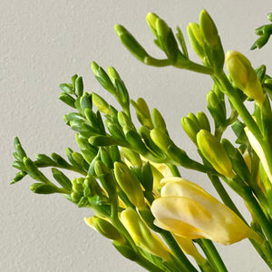 FARMGATE FLOWERS DIRECT BRISBANE FLOWERS NEAR ME BRISBANE FREESIA FREESIAS YELLOW