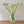 Load image into Gallery viewer, FARMGATE FLOWERS DIRECT BRISBANE FLOWERS NEAR ME BRISBANE FREESIA FREESIAS YELLOW DOUBLE BUNCH
