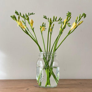 FARMGATE FLOWERS DIRECT BRISBANE FLOWERS NEAR ME BRISBANE FREESIA FREESIAS YELLOW DOUBLE BUNCH