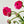 Load image into Gallery viewer, FARMGATE FLOWERS DIRECT HOT PINK RANUNCULUS 
