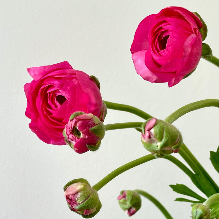FARMGATE FLOWERS DIRECT HOT PINK RANUNCULUS 