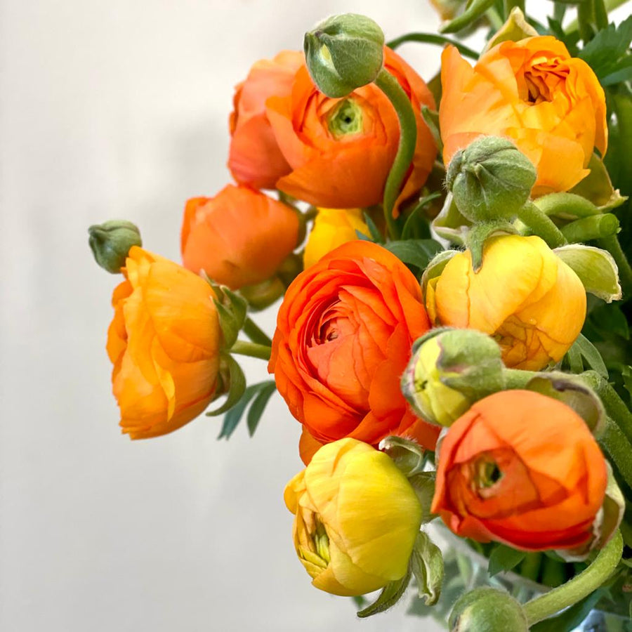 FARMGATE FLOWERS DIRECT ORANCE RANUNCULUS 