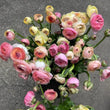 Load image into Gallery viewer, FARMGATE FLOWERS DIRECT PASTEL RANUNCULUS 
