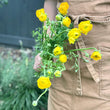 Load image into Gallery viewer, FARMGATE FLOWERS DIRECT YELLOW RANUNCULUS 
