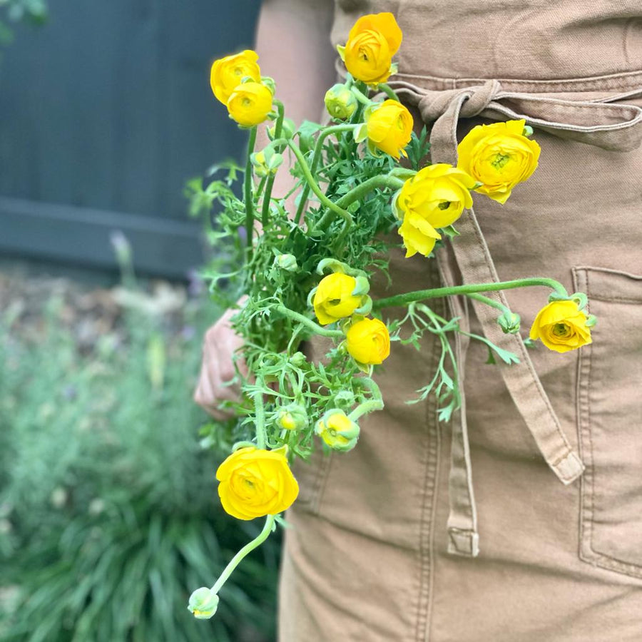 FARMGATE FLOWERS DIRECT YELLOW RANUNCULUS 