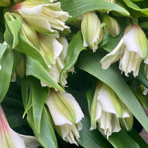 FARM FRESH ALSTROEMERIA - SINGLE BUNCH