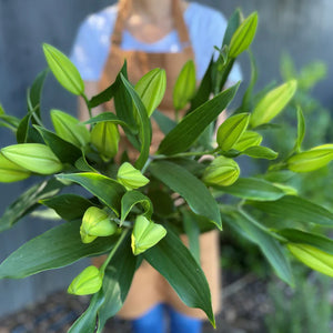 Oriental Lily Flower Box Subscription