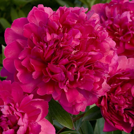 FARM FRESH PEONY ROSES - SINGLE BUNCH (5 STEMS)