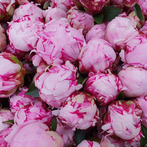 FARM FRESH PEONY ROSES - SINGLE BUNCH (5 STEMS)