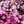 Load image into Gallery viewer, FARM FRESH PEONY ROSES - TRIPLE BUNCH (15 STEMS)
