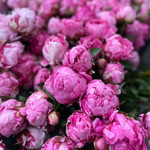 FARM FRESH PEONY ROSES - SINGLE BUNCH (5 STEMS)