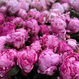 FARM FRESH PEONY ROSES - SINGLE BUNCH (5 STEMS)