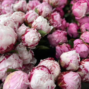 FARM FRESH PEONY ROSES - TRIPLE BUNCH (15 STEMS)