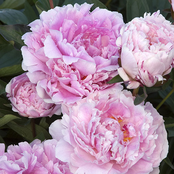 FARM FRESH PEONY ROSES - SINGLE BUNCH (5 STEMS)