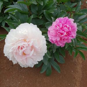 FARM FRESH PEONY ROSES - TRIPLE BUNCH (15 STEMS)