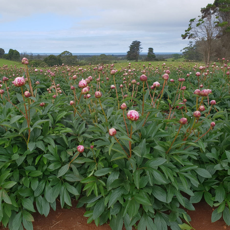 FARM FRESH PEONY ROSES - TRIPLE BUNCH (15 STEMS)