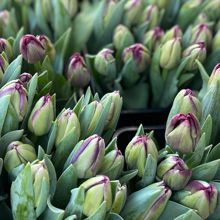 FARM FRESH TULIPS - DOUBLE BUNCH (20 STEMS)