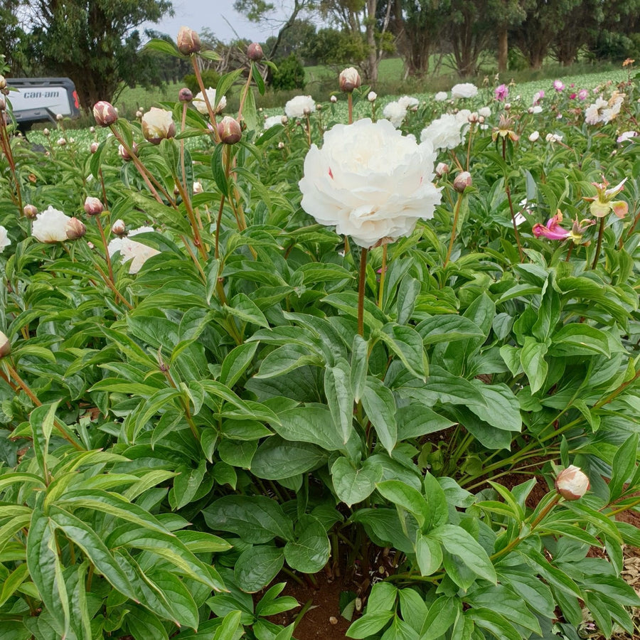 FARM FRESH PEONY ROSES - SINGLE BUNCH (5 STEMS)