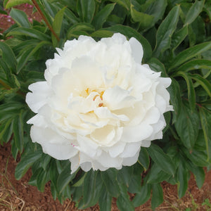 FARM FRESH PEONY ROSES - TRIPLE BUNCH (15 STEMS)